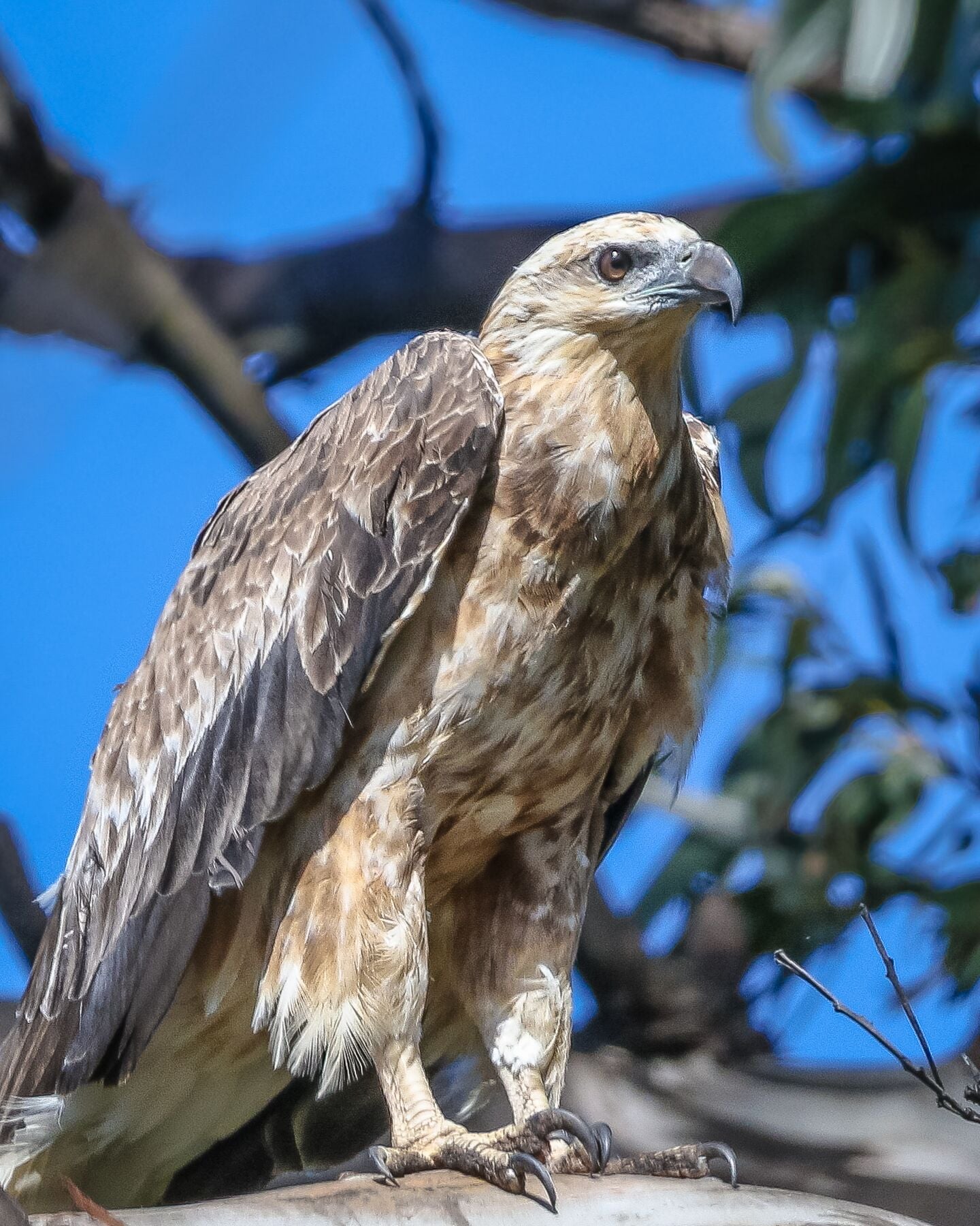 Raptor Refuge 10